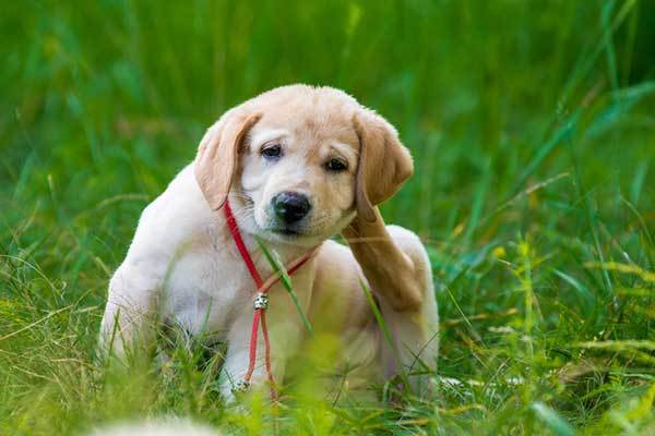 10 Natural Home Remedies to Get Rid of Fleas on Dogs