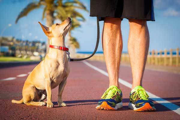 how to be the pack leader of your dog