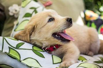 How To Teach A Puppy His Name (9 Simple Steps)