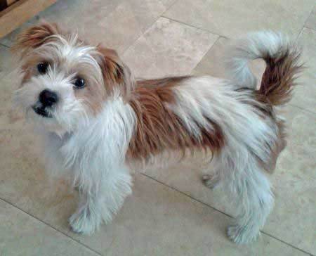 shih tzu Jack Russell Mix Puppy