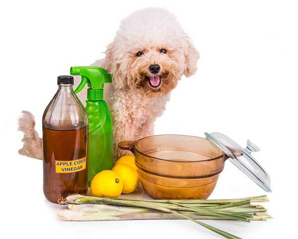 using lemon spray for dog fleas