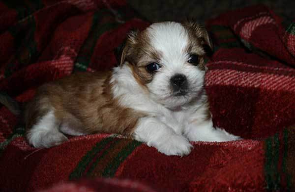 shih chi puppies