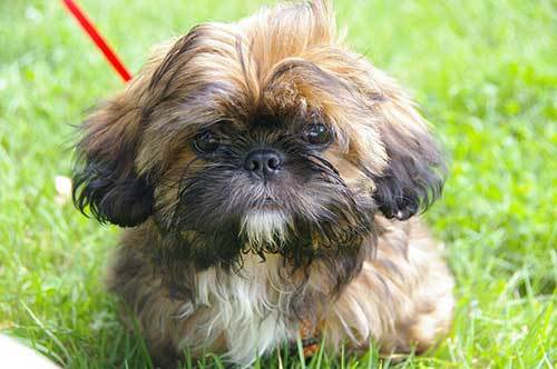 shih tzu dog history