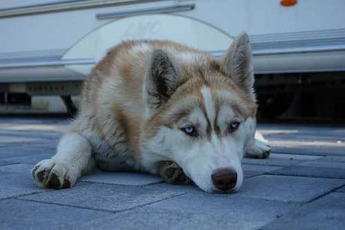 rare siberian husky