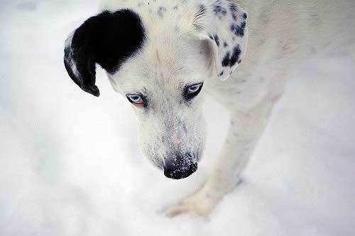 husky dalmatian dog guide