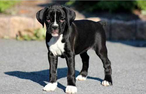 black boxer puppy