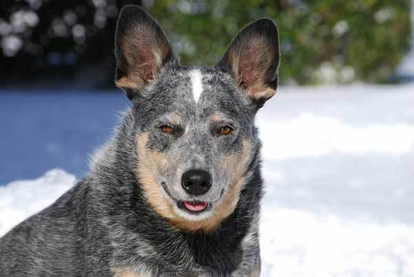 adiestramiento de cachorros blue heeler