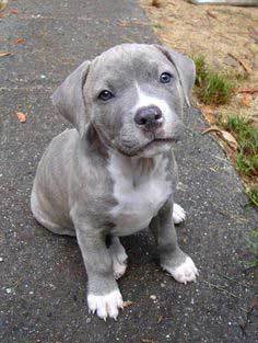 blue pitbull boxer mix