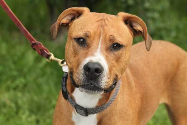 All About The Pitbull Boxer Mix: Facts/ Information