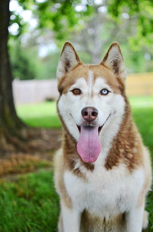 Red Siberian Husky dog