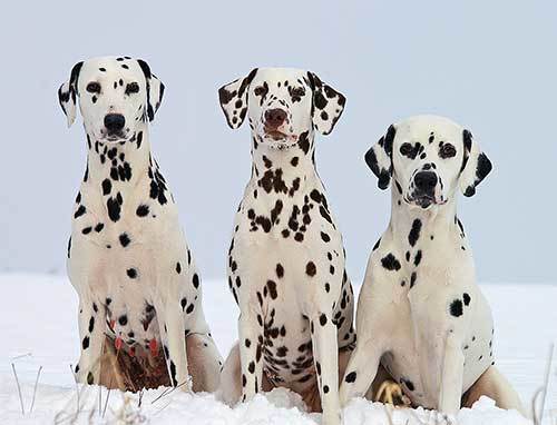 the history of dalmatian breed