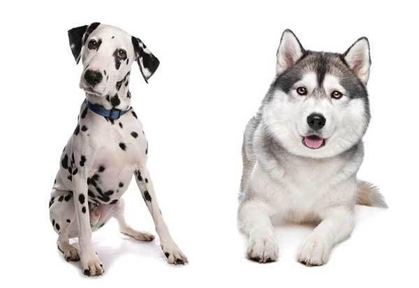 The Dalmatian Husky Mix What Dog Owners Can Expect?
