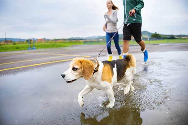 dog hates to potty in the rain