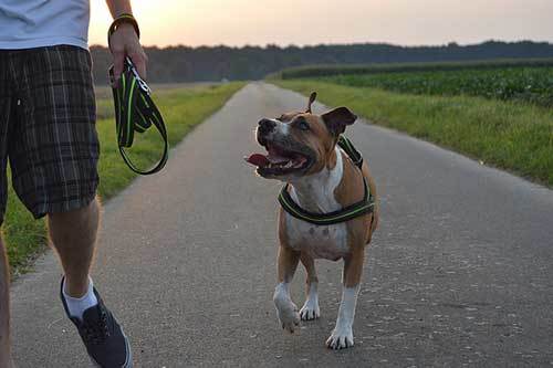 training your pitbull