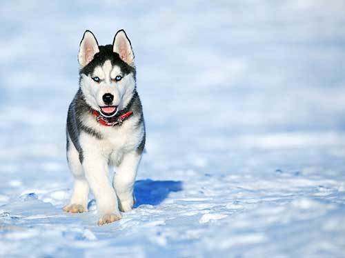 Siberian husky puppy