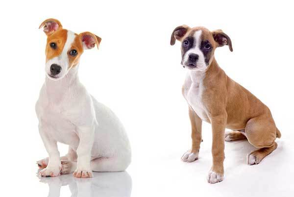 Jack Russell Boxer Mix Dog Guide