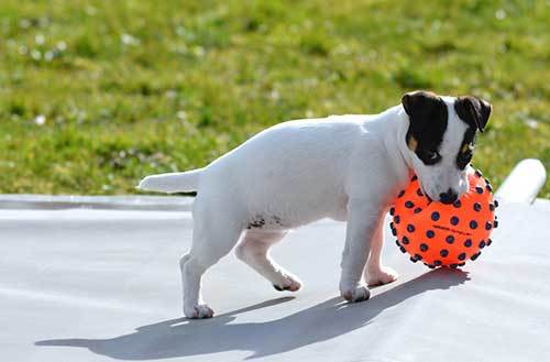 how to train a jack russell terrier