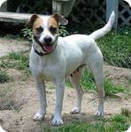 All About The Jack Russell Boxer Mix (With Pictures)