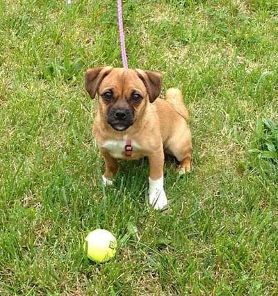 jack russell terrier pug mix
