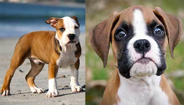 pictures of pitbull boxer mix