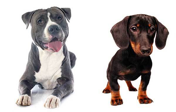 pitbull weiner dog mix for sale