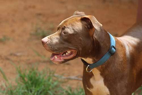 pitbull training techniques