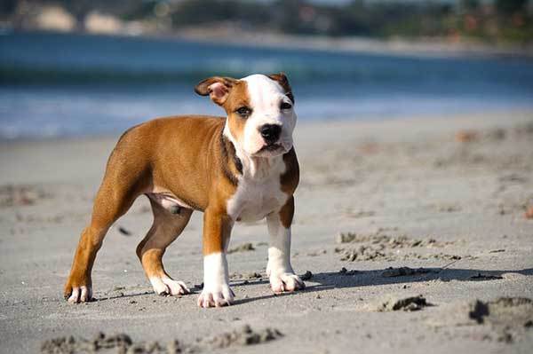 pitbull puppy training