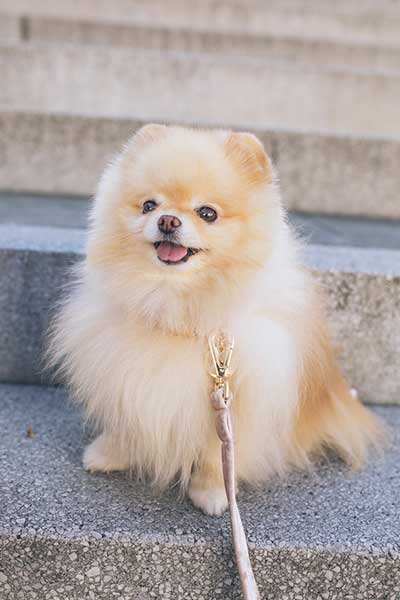 the history and origin of Pomeranian dog