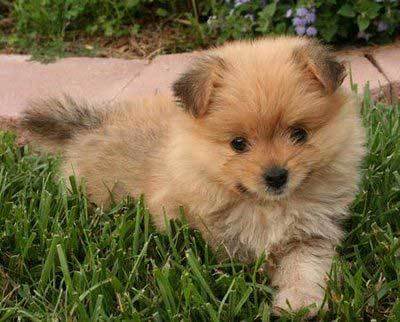 yorkie x pomeranian for sale