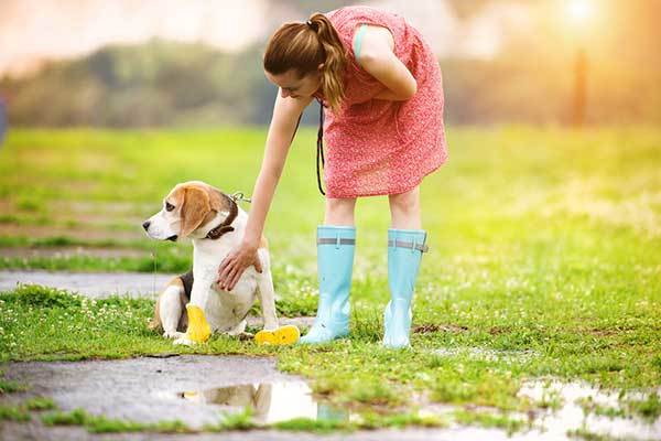 dog won't poop on wet grass