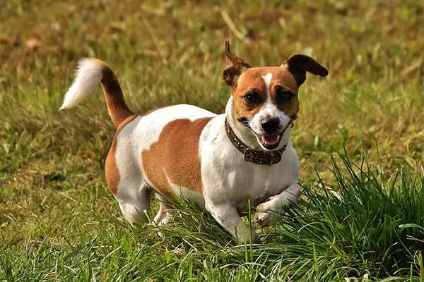 All About The Jack Russell Boxer Mix With Pictures 8862