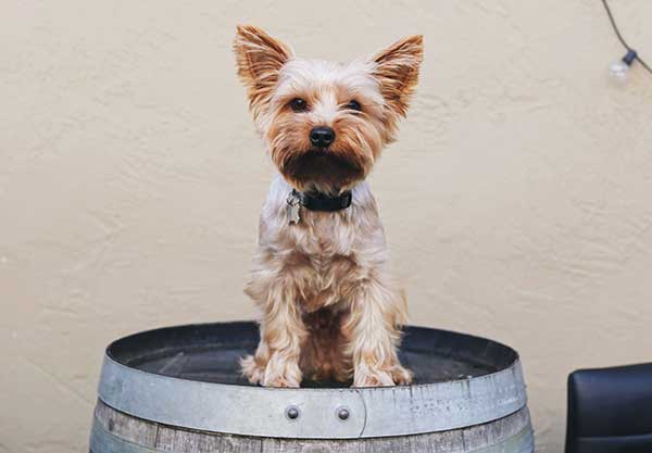 cute yorkie dog