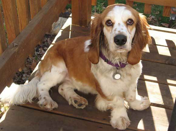 Basset Hound Cocker Spaniel Mix