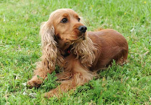 Cocker Spaniel Dog at Park