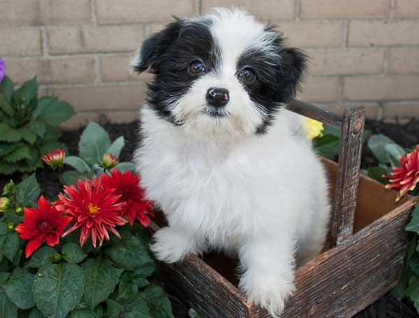 Havanese dog