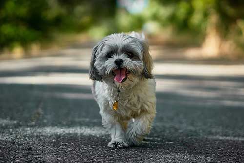 Shih Tzu Dog