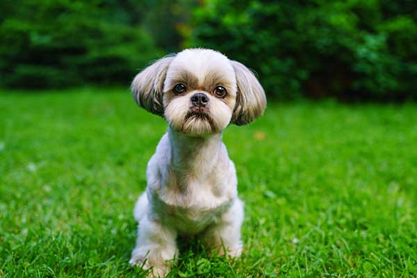 Shih Tzu Dog at Park