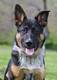 A Complete Guide To The Blue Heeler German Shepherd Mix