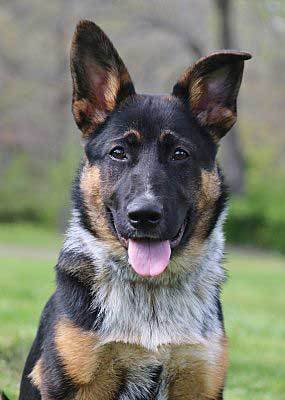 Australian cattle dog gsd mix