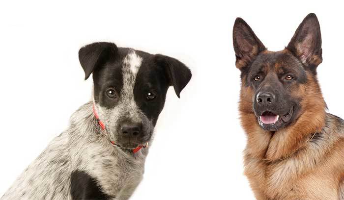 A Complete Guide To The Blue Heeler German Shepherd Mix