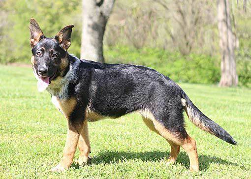 Personalidad de la mezcla de pastor alemán y blue heeler