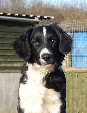 cocker spaniel mix with border collie