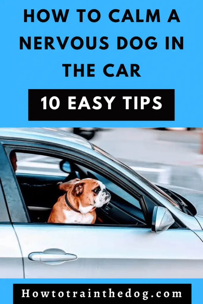 How To Calm A Nervous Dog In The Car (10 Easy Tips)
