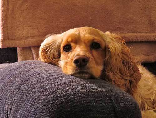  cocker spaniel origine 