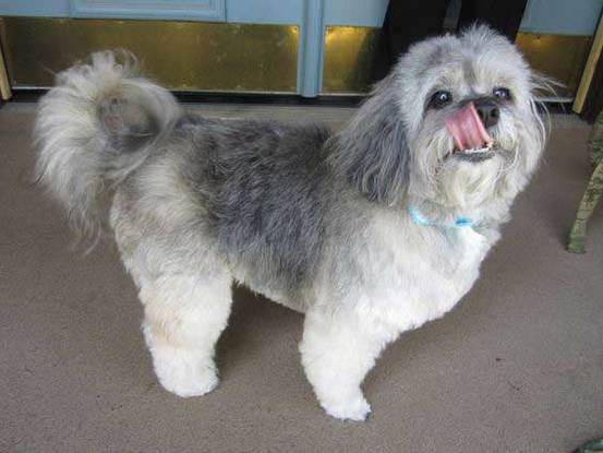 All About The Cocker Spaniel Shih Tzu Mix (Cock-A-Tzu) With Pictures