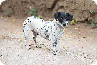 dachshund dalmatian mix puppies for sale