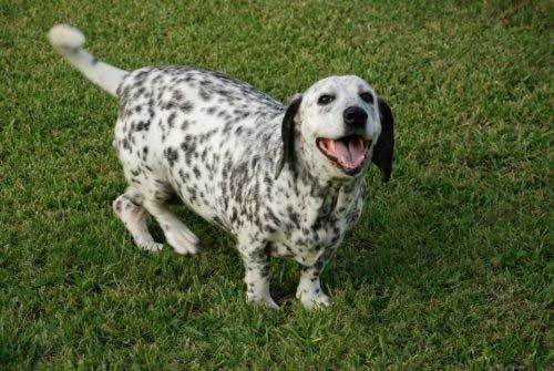 basset hound and dalmatian mix