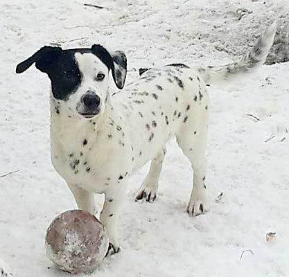 dachshund dalmatian mix info