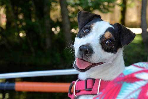 how to train your dog to smile