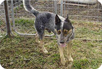 german shepherd australian cattle dog mix